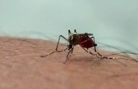 Malaria Mini: The Basics