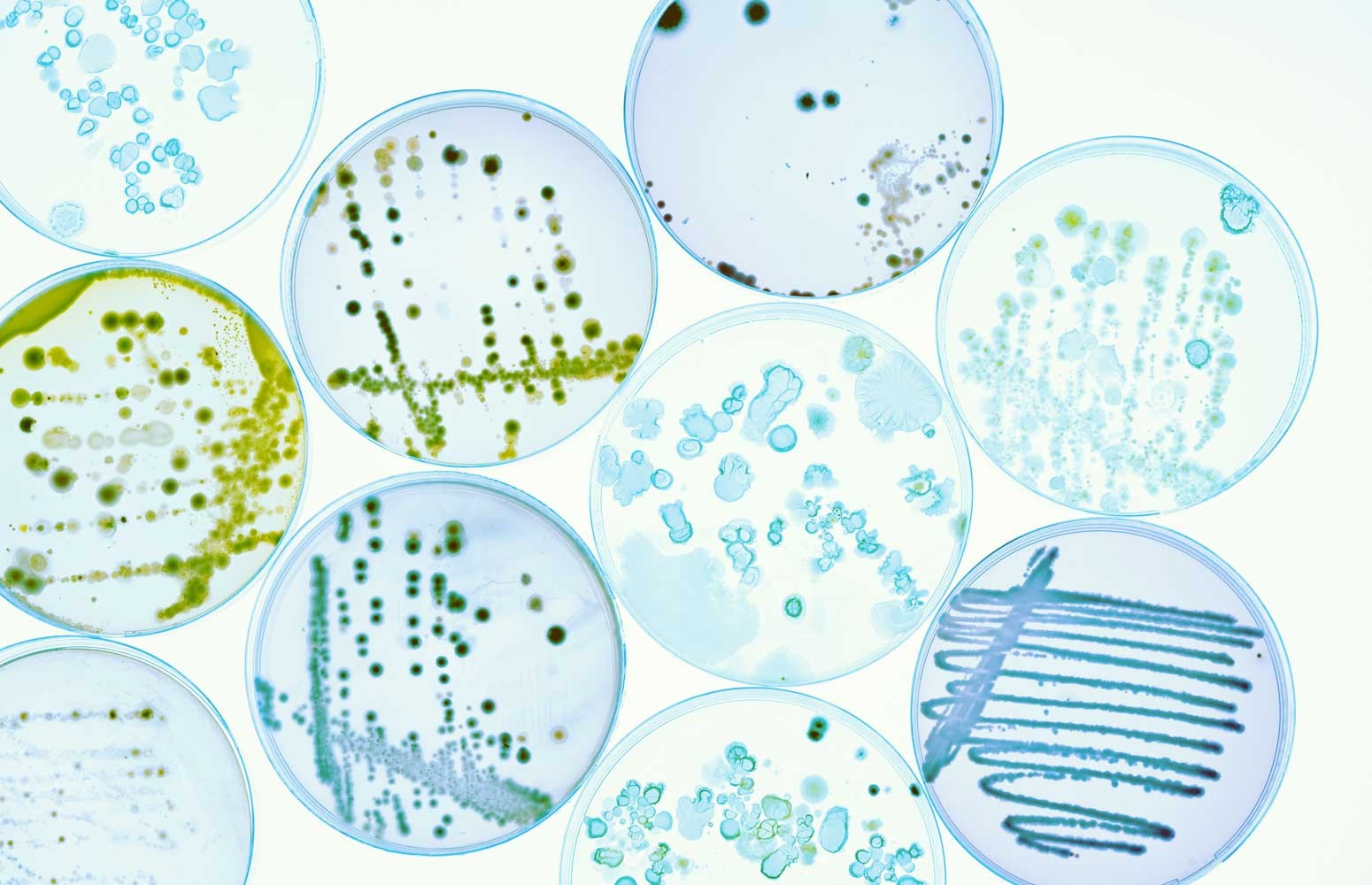 Infectious Disease Essentials