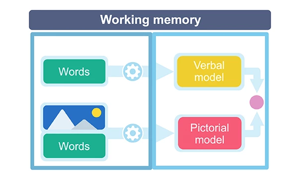 The Role Of Working Memory In Learning Medmastery The Role Of Working Memory In Learning Medmastery